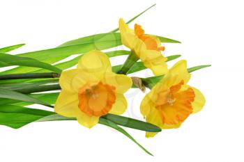 Beautiful spring three  flowers : orange narcissus (Daffodil). Isolated over white. 