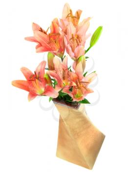 Pink liliesin vase on white background. Isolated over white