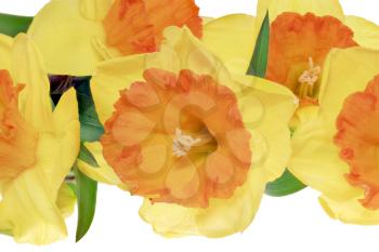 Beautiful spring   flowers : orange narcissus (Daffodil). Isolated over white. 