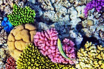 Coral and fish in the Red Sea.Cleaner wrasse fish.Egypt