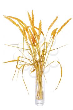 Wheat ears in glass vase isolated on white background.