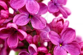 Beautiful Bunch of Lilac close-up .