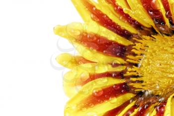 Single flower of tiger Gazania with drops. (Splendens genus asteraceae).Isolated