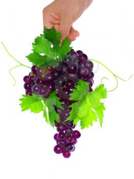 Branch of black grapes hold in hand with green leaf. Isolated