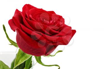 Beautiful red  rose flower. Isolated 