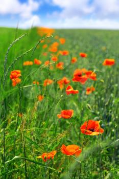 A sunny summer day in  meadow full of blooming poppies.