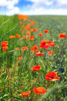 A sunny summer day in  meadow full of blooming poppies.