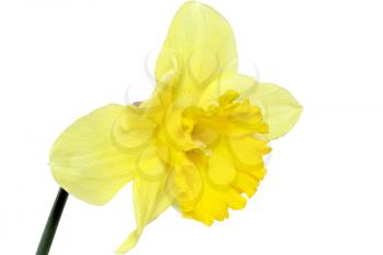 
Beautiful spring single flower: yellow narcissus (Daffodil). Isolated over white. 
