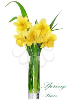 Beautiful spring flowers in vase: yellow  narcissus (Daffodil). Isolated over white. 