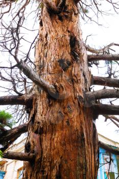 Alone old tree of Pine. Crimea, Ukraine