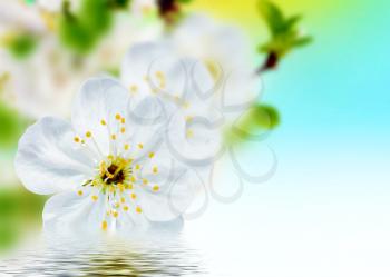Beautiful spring flowers  background – blossoms .