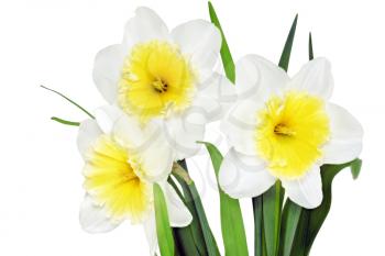 Beautiful spring three  flowers : yellow-white narcissus (Daffodil). Isolated over white. 