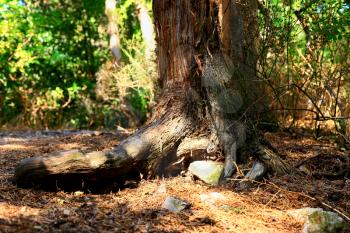 Alone old tree of Pine. Crimea, Ukraine