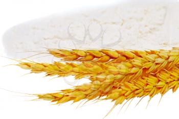 Spikelets of wheat on flour spillage.Isolated
