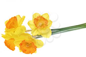 Beautiful spring three  flowers : yellow narcissus (Daffodil). Isolated over white. 