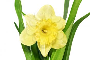 Beautiful spring single flower: orange narcissus (Daffodil). Isolated over white. 