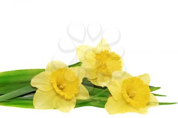 Beautiful spring three  flowers : yellow narcissus (Daffodil). Isolated over white. 