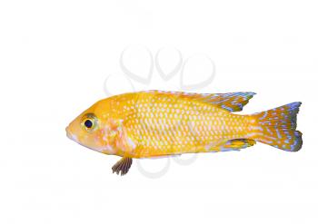 Aquarium Fish dwarf Cichlid-Aulonocara(Aulonocara sp. Orchidea Red)
