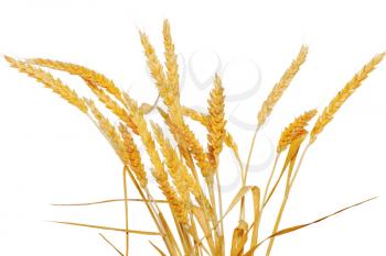Wheat ears  isolated on white background.