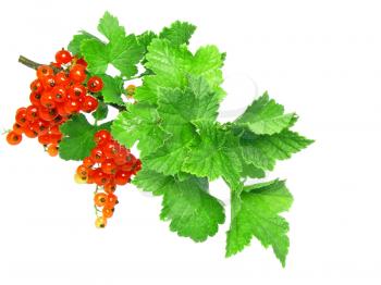 Red currant on branch with foliage . Close-Up. Isolated