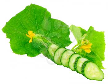 Cutting cucumbers on  with green leaf and yellow blossom cluster. Isolated over white.