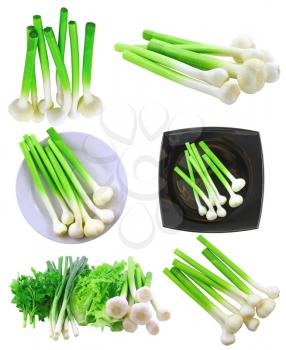 Collage (set) of young garlic on white background. Isolated