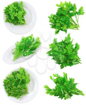 Collage (collection ) of Fresh parsley on white background. Isolated over white