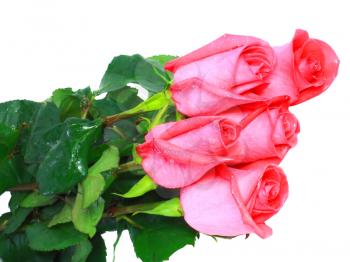 Beautiful pink roses isolated on white background.
