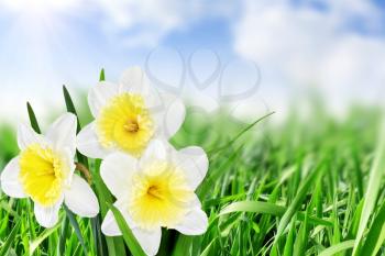 Beautiful spring flowers  background -narcissus (Daffodil). 