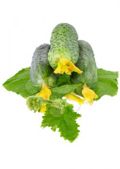 Fresh  cucumbers on  with green leaf and yellow blossom cluster. Isolated over white.