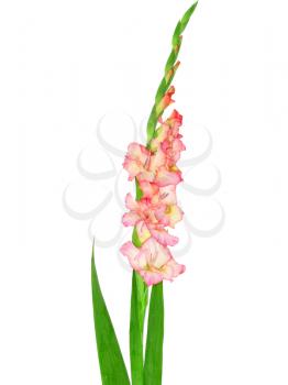 Pink gladiolus . Close-Up. Isolated on white.
