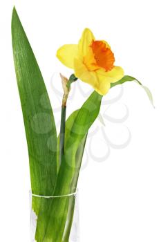 
Beautiful spring single flower in vase: orange narcissus (Daffodil). Isolated over white. 
