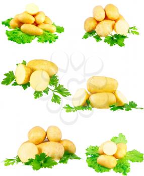 Collection(set) of young potatoes, decorating of parsley . Isolated over white