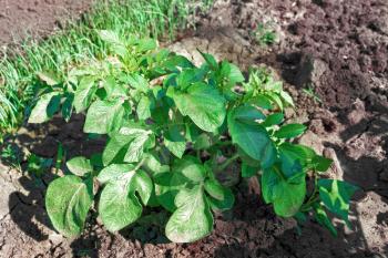 Young  potato bush on the ground  in a field