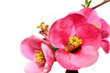 Flowers of Chaenomeles Japonica (Japanese Quince) blossoming. Isolated