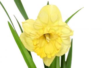 
Beautiful spring single flower: orange narcissus (Daffodil). Isolated over white. 
