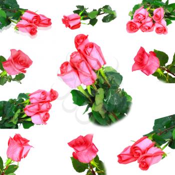 Beautiful collage of pink roses  isolated on white background.