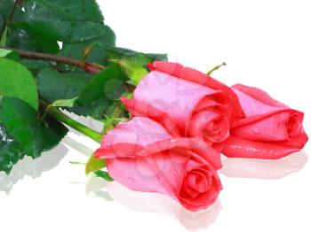 Beautiful three pink roses isolated on white background.