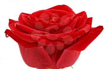 Beautiful single red  rose flower. Isolated 