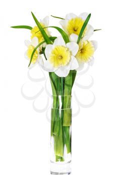 Beautiful spring flowers in vase: yellow-white narcissus (Daffodil). Isolated over white. 