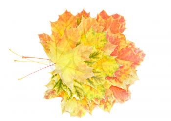 Heap of perfect Autumn Leaf over white. Isolated over white