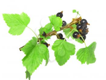 Black currant on branch with green leaf. Isolated