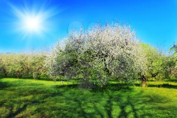 Blossom apple-trees garden at the spring. Sun at the sky.