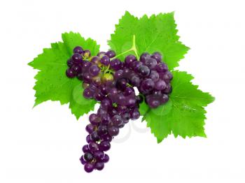 Branch of black grapes . Isolated over white