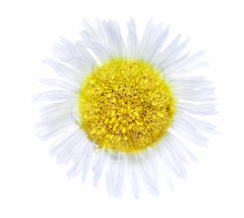 Single camomiles isolated on a white background.