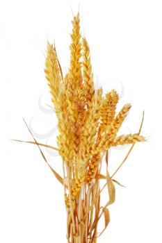 Wheat ears    isolated on white background.