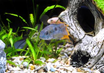 Aquarium Fish dwarf Cichlid.  (Apistogramma nijsseni).