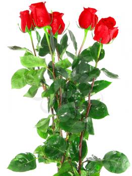 Beautiful bouquet of red roses  isolated on white background.