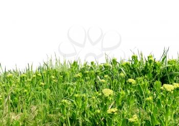 Green grass, isolated  over white