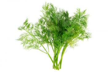 Bunch of dill on white background. Isolated over white